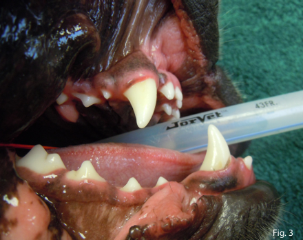 L’Examen buccal chez les chiens et les chats : Pratiques essentielles pour une santé buccodentaire optimale