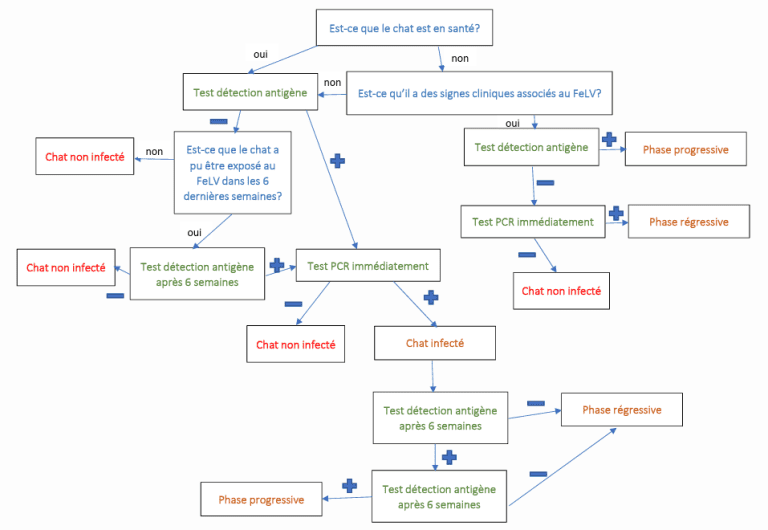Understanding FIV and FeLV in cats: Diagnosis, management and best ...