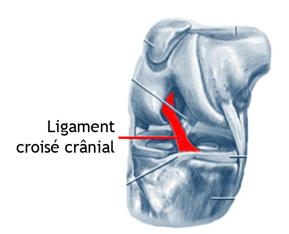 Rupture du ligament croisé crânial chez le chien : Diagnostic et traitement 